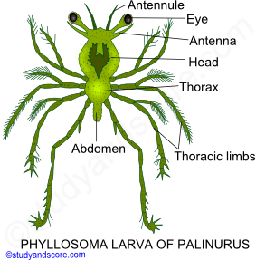 Crustaceae larvae, Nauplius larva, Metanauplius larva, Cypris larva, Protozoaea larva, Zoaea larva, Mysis larva, Megalopa larva, Phyllosoma larva, Alima larva